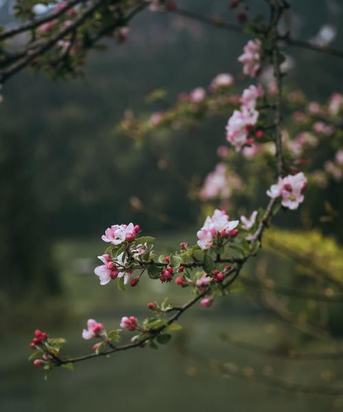 Spring–ASeasonofRenewal
