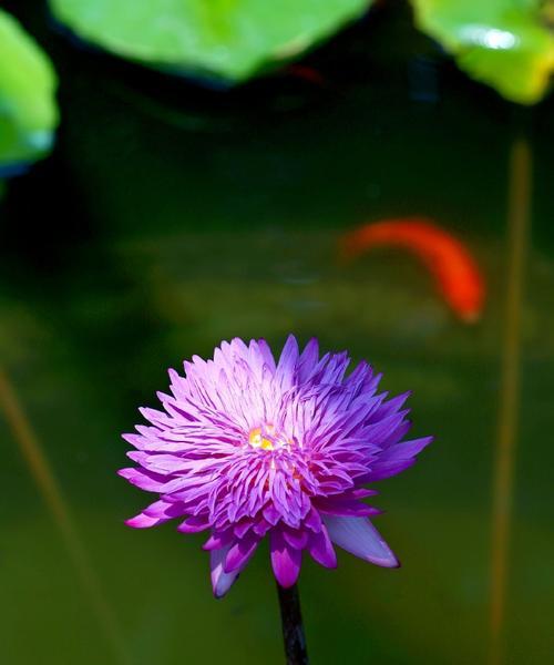 花开时节——一个美好的约定（用心与爱，浇灌出盛开之美）