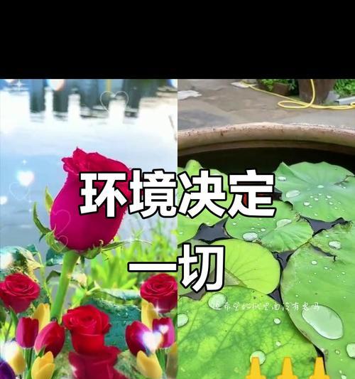 生态之殇（用心守护地球家园）