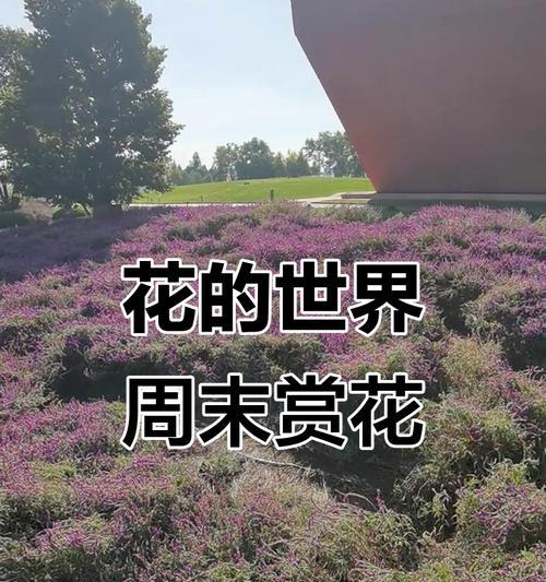 自然芬芳（在花香中奔跑）