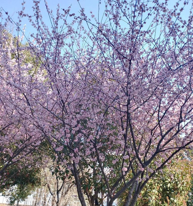 春日里的感恩（感受春天的美丽与生命的奇迹）