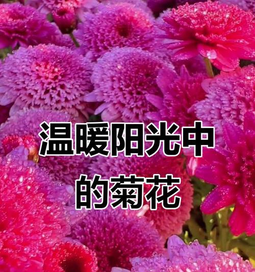 阳光下的魅影（冬季里的温馨）