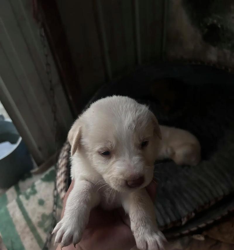 家有小狗：一只属于我们的“天使犬”