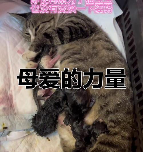一个儿子的成长（一个儿子的成长）