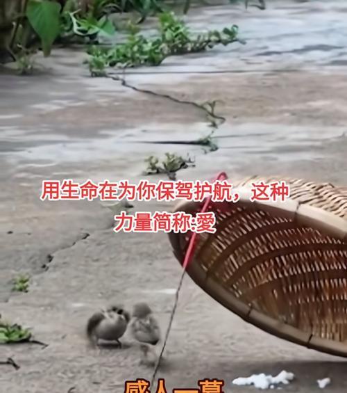 追梦之路（坚定的决心）