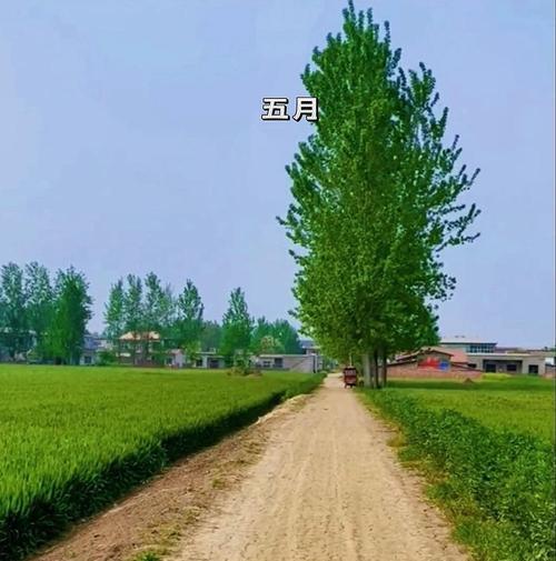 小路见证我的故乡（陪伴我走过青春岁月）