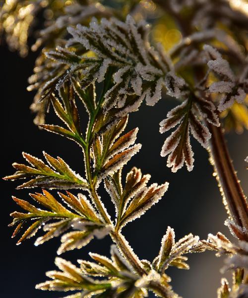 霜落人间，缘聚于花（雪域来客，红尘故事）