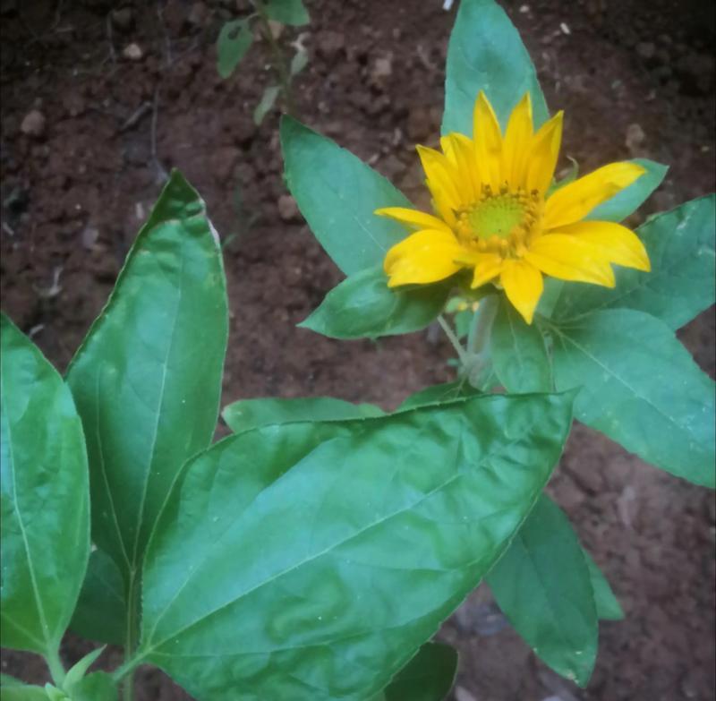 坚持发芽——勇敢突破自我（一个小种子的成长历程）