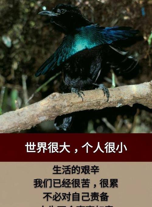 一颗爱心之树（善良的张伟）